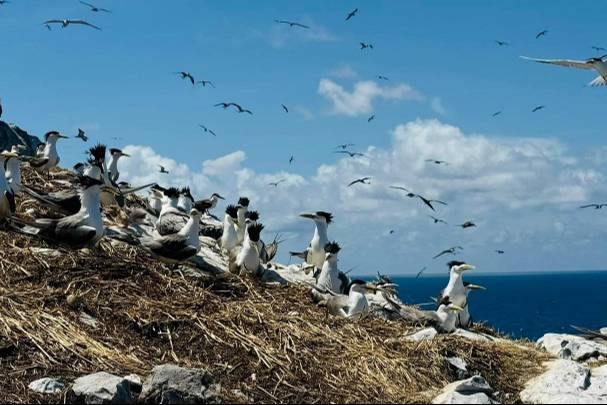 Hon Trung Sets Record for Highest Breeding Density of Seabirds in Viet Nam